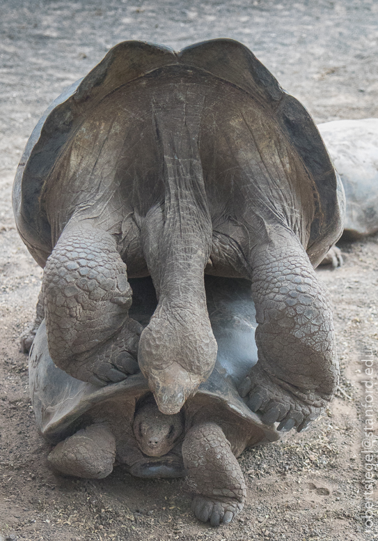 galapagos